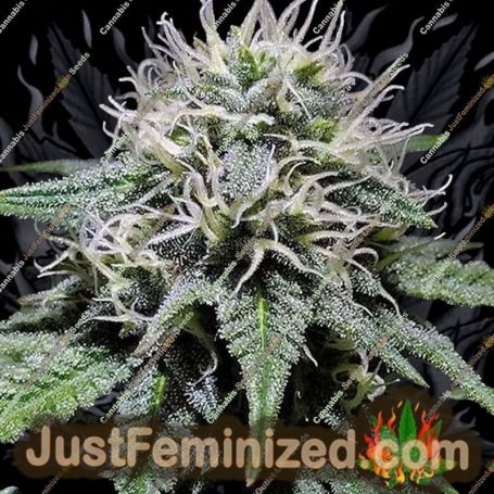 Gorilla Zkittlez by Double Seeds Cannabis Seeds For Sale at Just Feminized