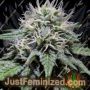 Gorilla Zkittlez by Double Seeds Cannabis Seeds For Sale at Just Feminized