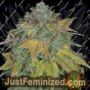 Stardawg by Double Seeds Cannabis Seeds For Sale at Just Feminized