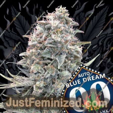 Blue Dream Auto by 00 Seeds Cannabis Seeds For Sale at Just Feminized