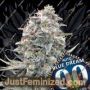 Blue Dream Auto by 00 Seeds Cannabis Seeds For Sale at Just Feminized