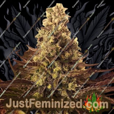 Cali Cookies by BSB Genetics Cannabis Seeds For Sale at Just Feminized