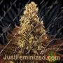 Cali Cookies by BSB Genetics Cannabis Seeds For Sale at Just Feminized