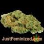 Blue Dream Auto by 00 Seeds Buds Weed Ganja Skunk Pot Reefer Dope Herb Pics Images