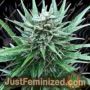 Mimosa Auto by 00 Seeds Cannabis Seeds For Sale at Just Feminized
