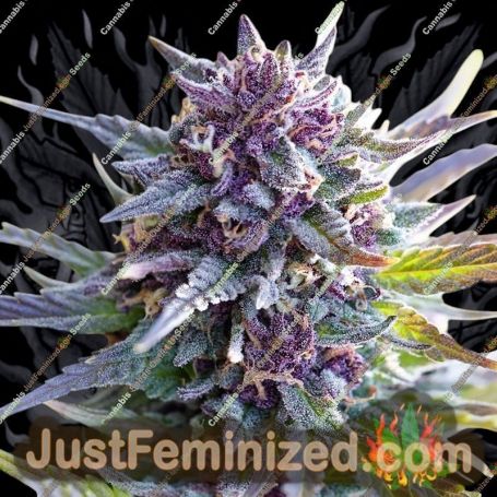 Grand Daddy Purple by 00 Seeds Cannabis Seeds For Sale at Just Feminized