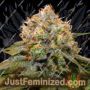 Fresh Cantaloupe by Grateful Seeds Cannabis Seeds For Sale at Just Feminized