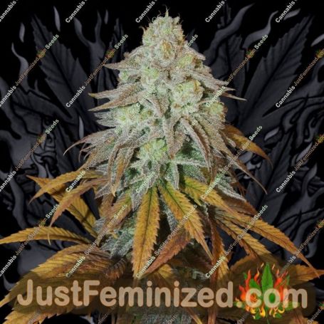 RM Confidential by Grateful Seeds Cannabis Seeds For Sale at Just Feminized