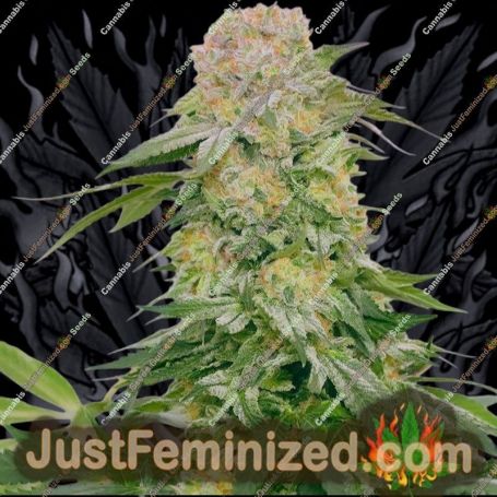Tropical Rain by Grateful Seeds Cannabis Seeds For Sale at Just Feminized