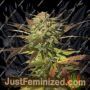 Green Crack by BSB Genetics Cannabis Seeds For Sale at Just Feminized