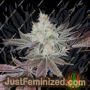 Chuntz by Big Buddha Family Farm Cannabis Seeds For Sale at Just Feminized