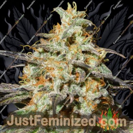 Biscotti Auto by Original Sensible Cannabis Seeds For Sale at Just Feminized