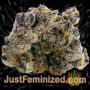 Biscotti Auto by Original Sensible Buds Weed Ganja Skunk Pot Reefer Dope Herb Pics Images
