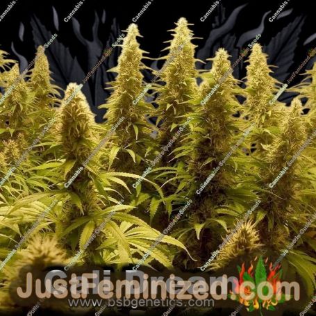 Cali Dream by BSB Genetics Cannabis Seeds For Sale at Just Feminized