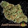Biscotti Auto by Original Sensible Buds Weed Ganja Skunk Pot Reefer Dope Herb Pics Images