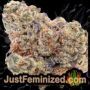 Biscotti Auto by Original Sensible Buds Weed Ganja Skunk Pot Reefer Dope Herb Pics Images