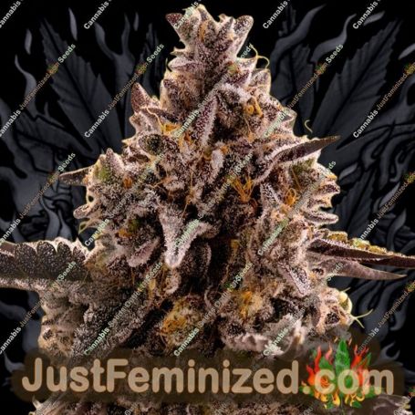 Black Orchid Auto by Original Sensible Cannabis Seeds For Sale at Just Feminized
