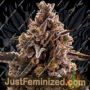 Black Orchid Auto by Original Sensible Cannabis Seeds For Sale at Just Feminized