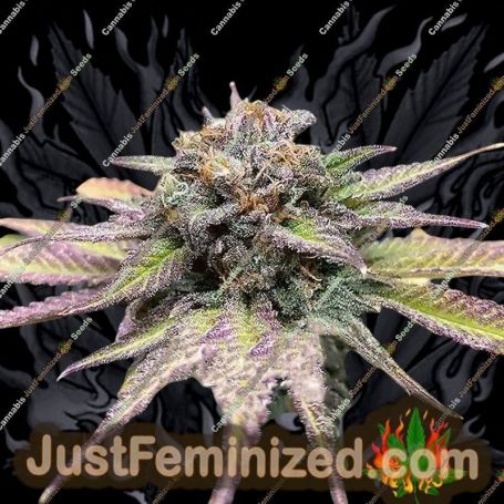Jealousy Auto by Original Sensible Cannabis Seeds For Sale at Just Feminized