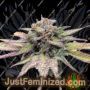 Jealousy Auto by Original Sensible Cannabis Seeds For Sale at Just Feminized