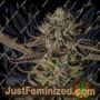 Jealousy by Original Sensible Cannabis Seeds For Sale at Just Feminized