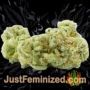 Jealousy by Original Sensible Buds Weed Ganja Skunk Pot Reefer Dope Herb Pics Images