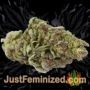 Jealousy by Original Sensible Buds Weed Ganja Skunk Pot Reefer Dope Herb Pics Images