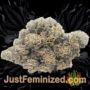 Jealousy by Original Sensible Buds Weed Ganja Skunk Pot Reefer Dope Herb Pics Images