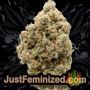 Cali Dream by BSB Genetics Buds Weed Ganja Skunk Pot Reefer Dope Herb Pics Images