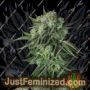 Moby Dick Auto by Fast Buds Cannabis Seeds For Sale at Just Feminized