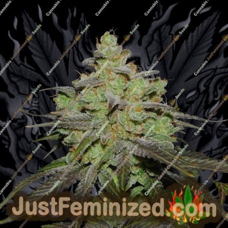 Cali OG Kush by BSB Genetics Cannabis Seeds For Sale at Just Feminized