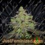 Cali OG Kush by BSB Genetics Cannabis Seeds For Sale at Just Feminized