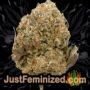 Cali OG Kush by BSB Genetics Buds Weed Ganja Skunk Pot Reefer Dope Herb Pics Images