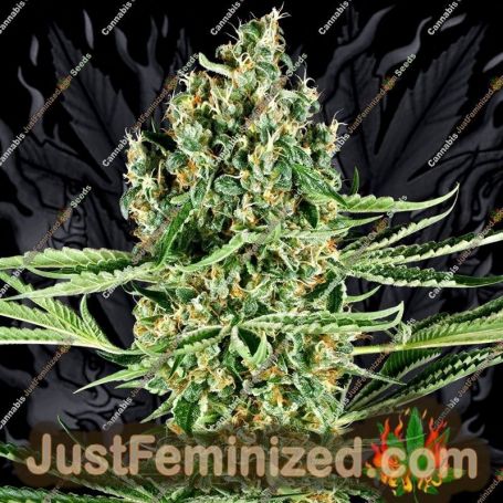Critical Runtz by Sensi Seeds Cannabis Seeds For Sale at Just Feminized