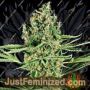 Critical Runtz by Sensi Seeds Cannabis Seeds For Sale at Just Feminized