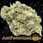 Critical Runtz by Sensi Seeds Buds Weed Ganja Skunk Pot Reefer Dope Herb Pics Images