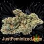 Critical Runtz by Sensi Seeds Buds Weed Ganja Skunk Pot Reefer Dope Herb Pics Images