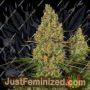 Sticky Orange XXL Auto by Sensi Seeds Cannabis Seeds For Sale at Just Feminized
