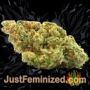 Sticky Orange XXL Auto by Sensi Seeds Buds Weed Ganja Skunk Pot Reefer Dope Herb Pics Images