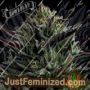 California Octane by Humboldt Seed Co Cannabis Seeds For Sale at Just Feminized
