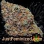 California Octane by Humboldt Seed Co Buds Weed Ganja Skunk Pot Reefer Dope Herb Pics Images