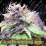 Cali Sherbet by BSB Genetics Cannabis Seeds For Sale at Just Feminized
