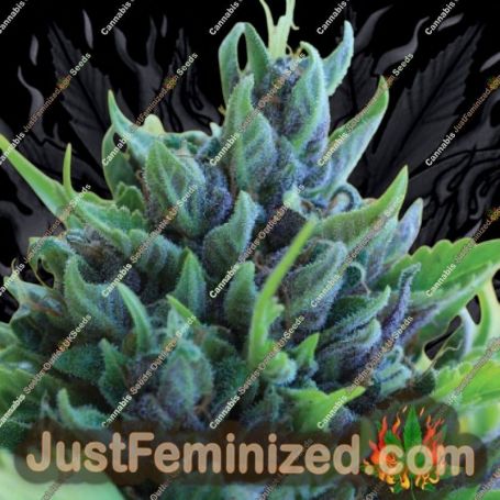 Humboldt Dream Auto by Humboldt Seed Co Cannabis Seeds For Sale at Just Feminized