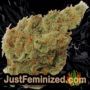 Cali Sherbet by BSB Genetics Buds Weed Ganja Skunk Pot Reefer Dope Herb Pics Images