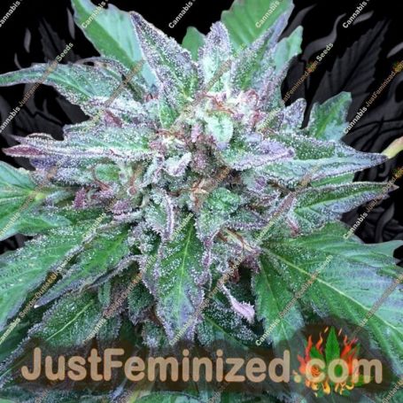 Early Bubba by Ace Seeds Cannabis Seeds For Sale at Just Feminized