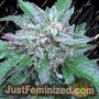 Early Bubba by Ace Seeds Cannabis Seeds For Sale at Just Feminized