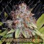 ErdPurt x PCK by Ace Seeds Cannabis Seeds For Sale at Just Feminized