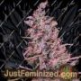 Golden Tiger 3rd Version by Ace Seeds Cannabis Seeds For Sale at Just Feminized