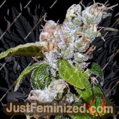 Green Haze 19 A5 by Ace Seeds Cannabis Seeds For Sale at Just Feminized