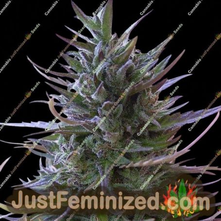 Nepal Mist by Ace Seeds Cannabis Seeds For Sale at Just Feminized
